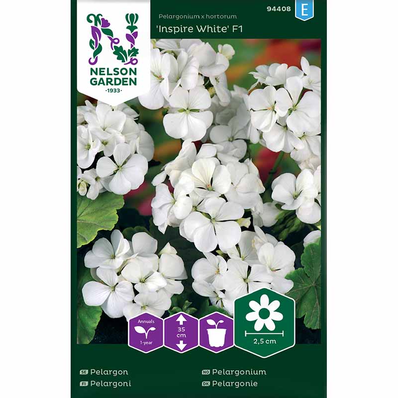 Pelargoni 'Inspire White' F1