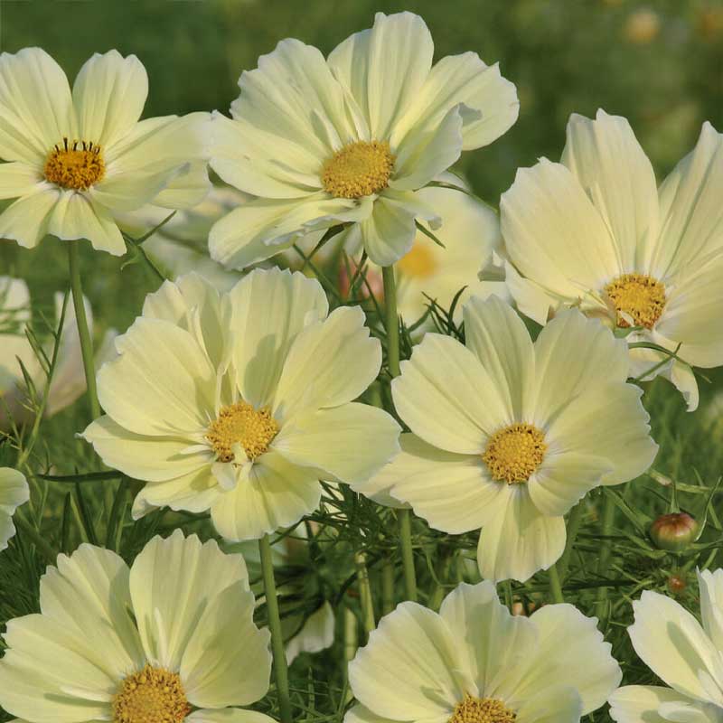 Kosmoskukka 'Xanthos'