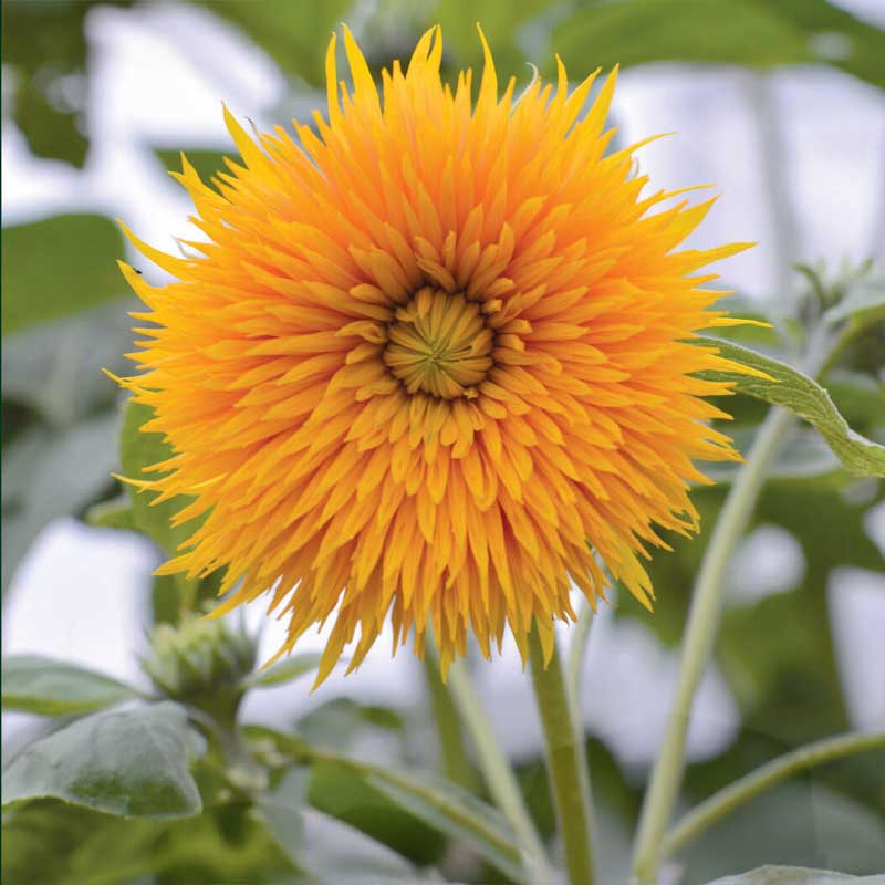 Auringonkukka 'Double Sunking'