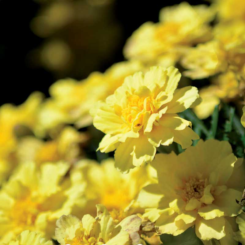 Samettikukka 'Alumia Vanilla Cream'