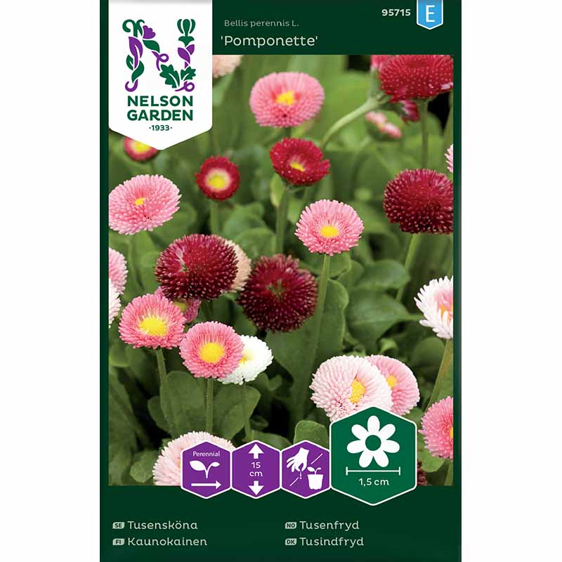 Tuhatkauno 'Pomponette'
