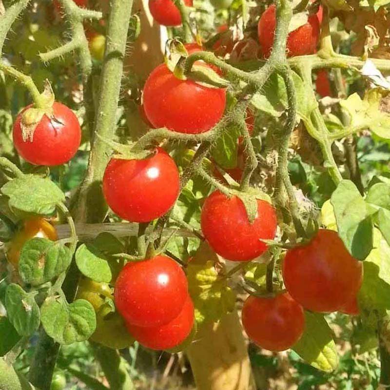 Tomaatti 'Ugina'