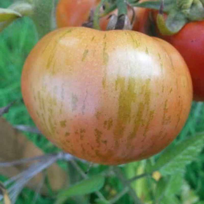 Tomaatti 'Red Zebra'