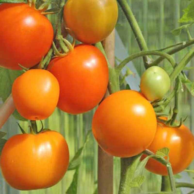 Tomaatti 'Zloty Ozarowski'