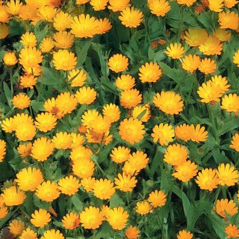 Kehäkukka 'Springtime'