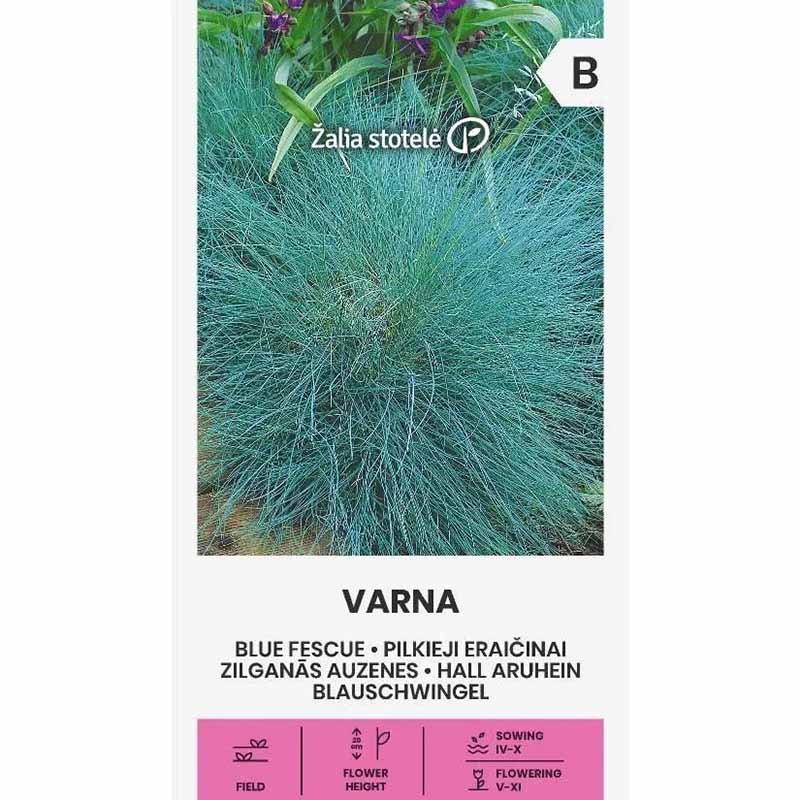 Sininata 'Varna'