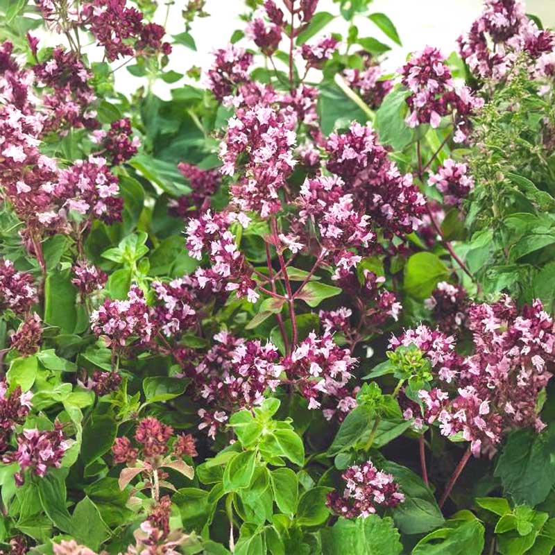 Oregano