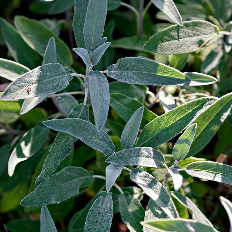 Salvia
