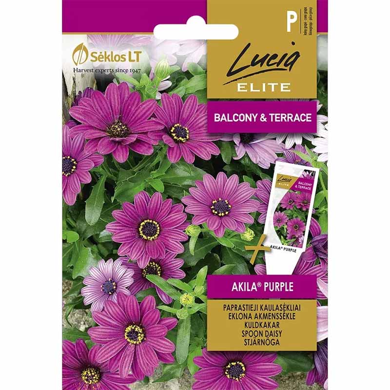Kapmargeritt 'Akila Purple'