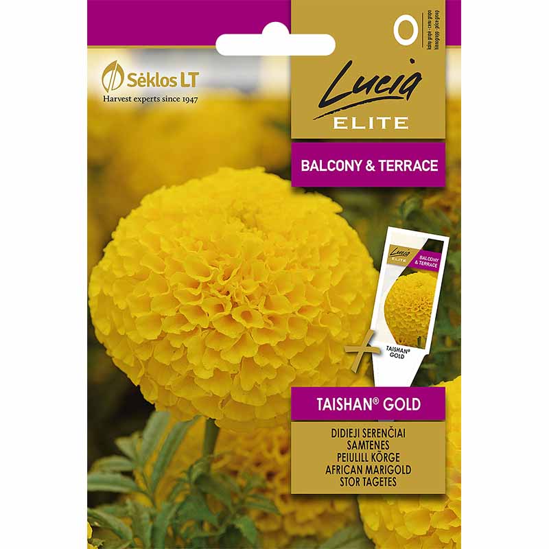 Isosamettikukka 'Taishan® Gold'