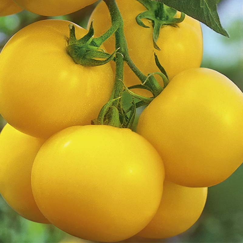 Tomaatti 'Lemonia'