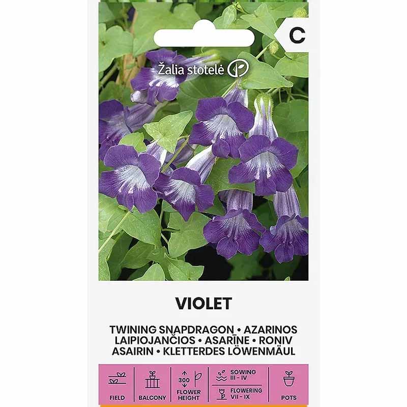 Maurandia 'Violet'