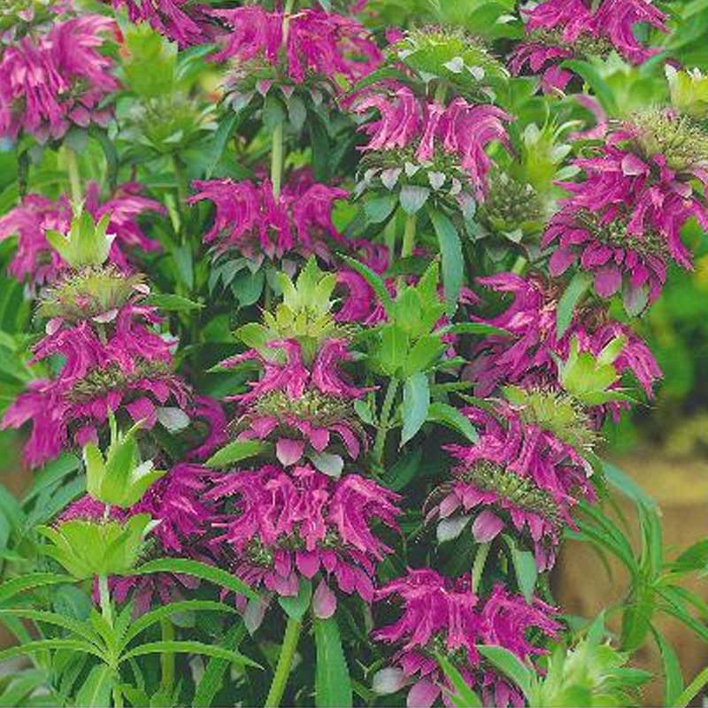 Minttupiharatamo violetti