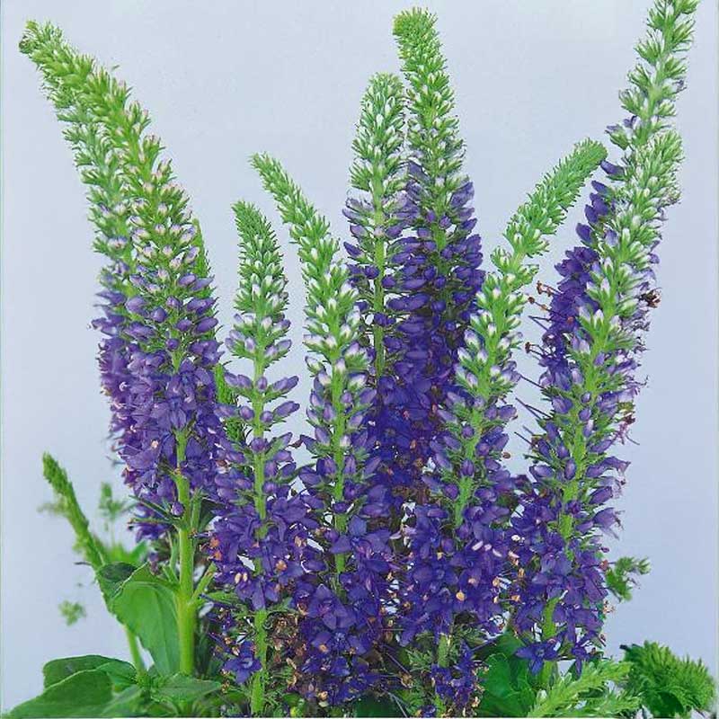 Veronika 'Blue Shades'
