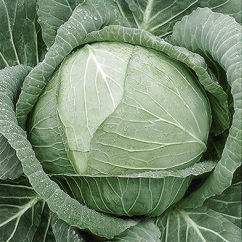 Valkokaali 'Cerox' H