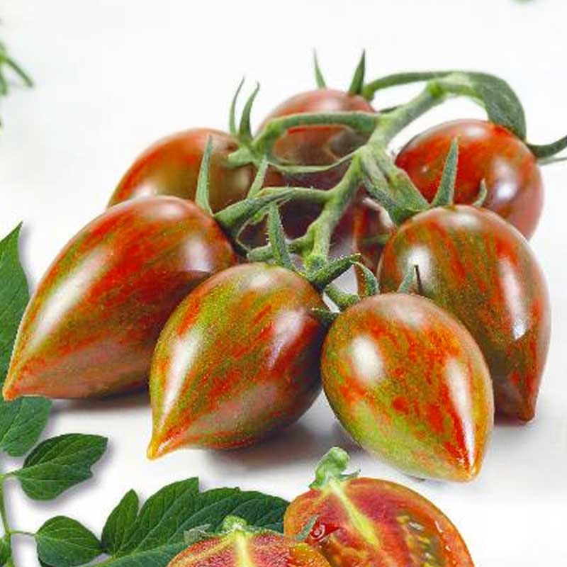 Tomaatti 'Melange' H