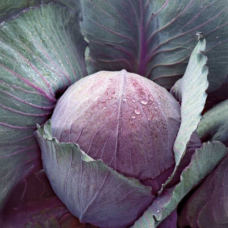 Punakaali 'Rufus'