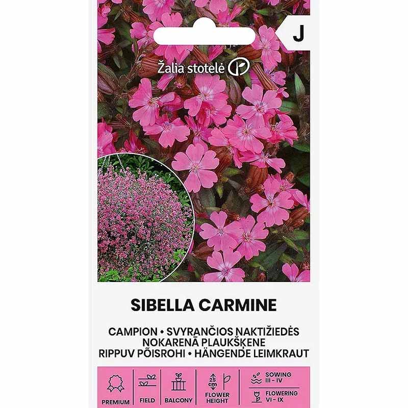 Kesäleimu 'Sibella Carmine'