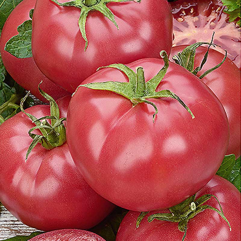 Tomaatti 'Mama rosa' H