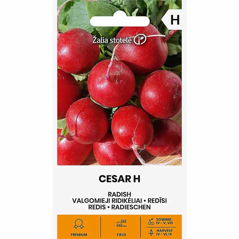 Retiisi 'Ceasar' H