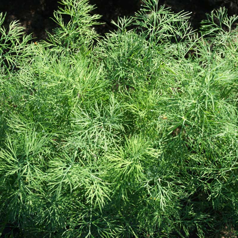 Tilli 'Lena'