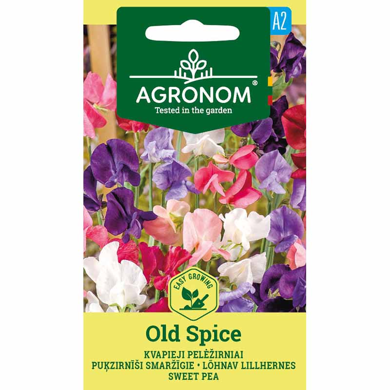 Tuoksuherne 'Old Spice'