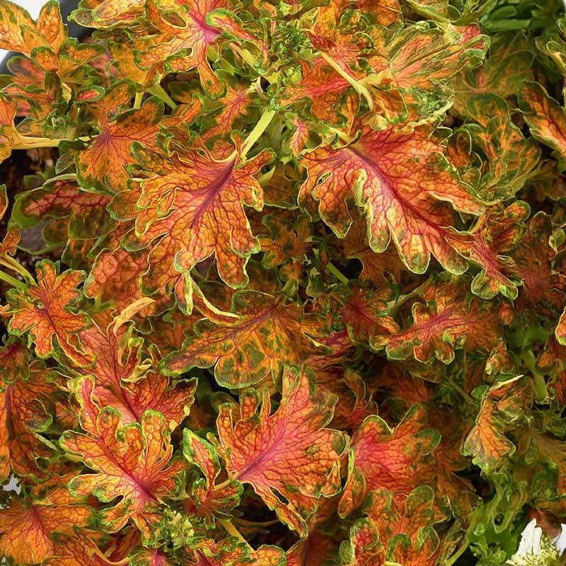 Kirjovehka 'Colocha Scarlet'