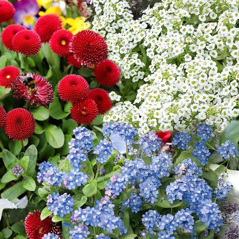 Blomstermiks 'Vårbalkong'