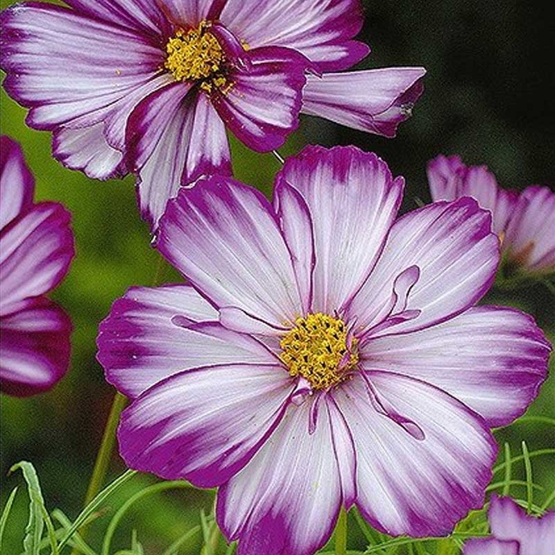Kosmoskukka 'Fizzy Rose Picotee'