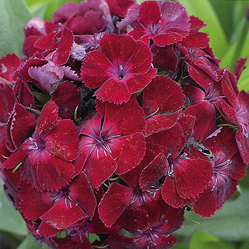 Partaneilikka 'Oeschberg'