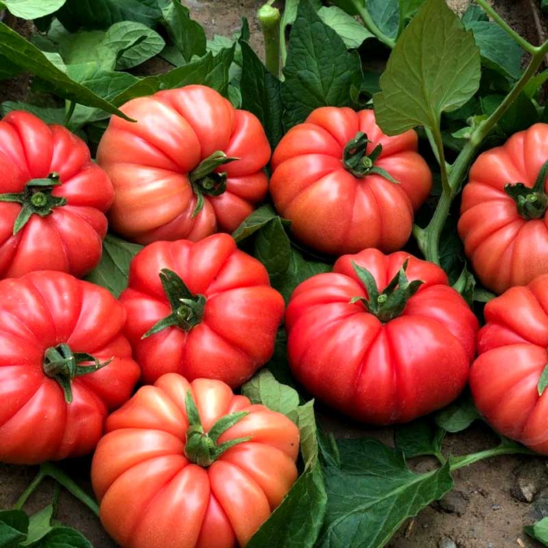 Tomaatti 'Cassarosa' H