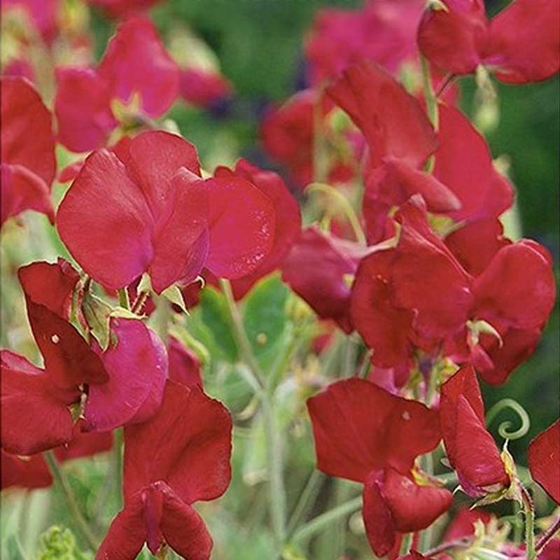 Tuoksuherne 'Perfume Millennium'