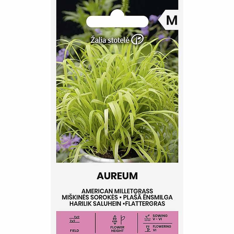 Hirssiheinä 'Aureum'