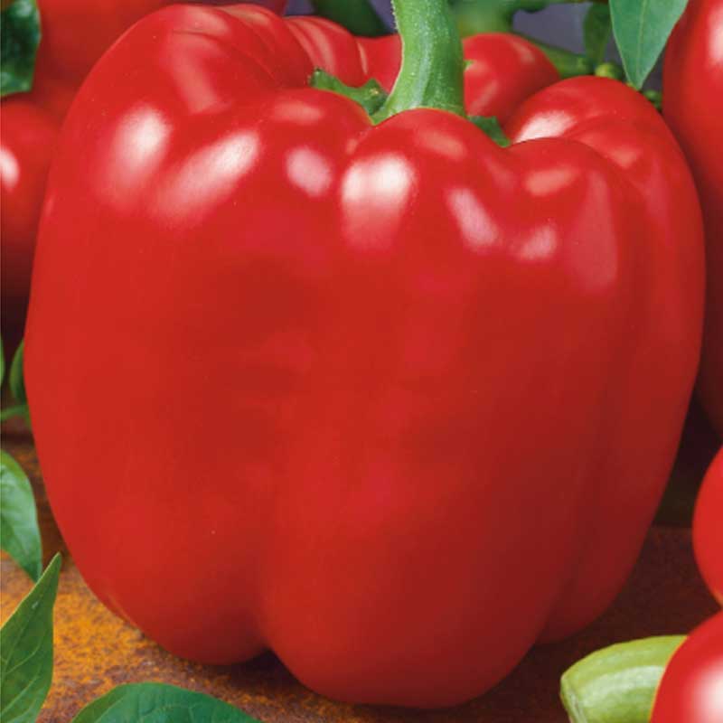 Paprika 'Quadrato d'Asti Rosso'