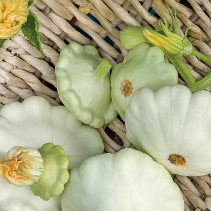Tefatsquash 'Disco'