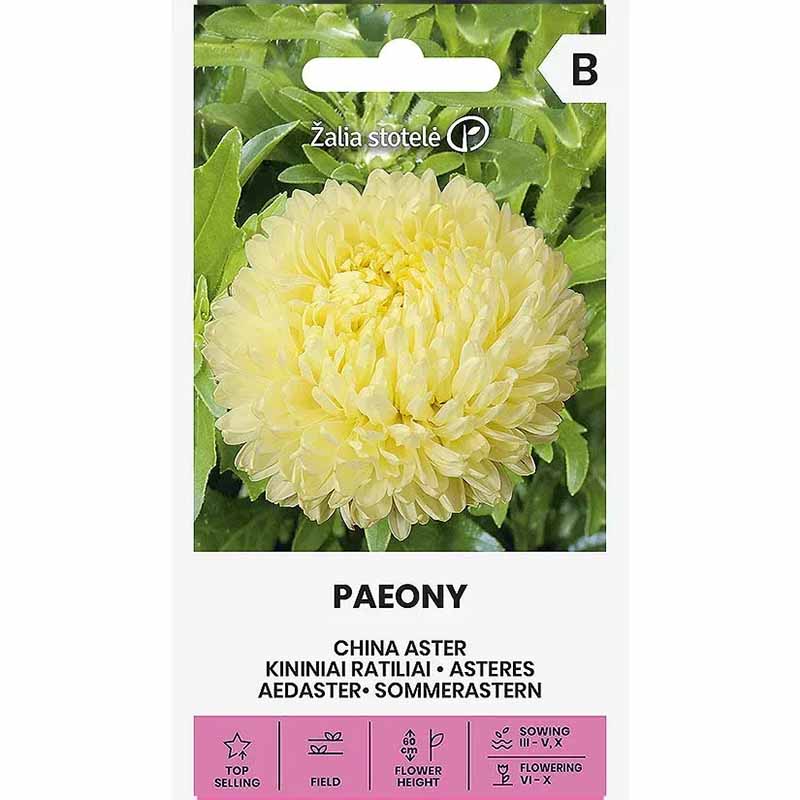 Kesäasteri 'Paeony' keltainen