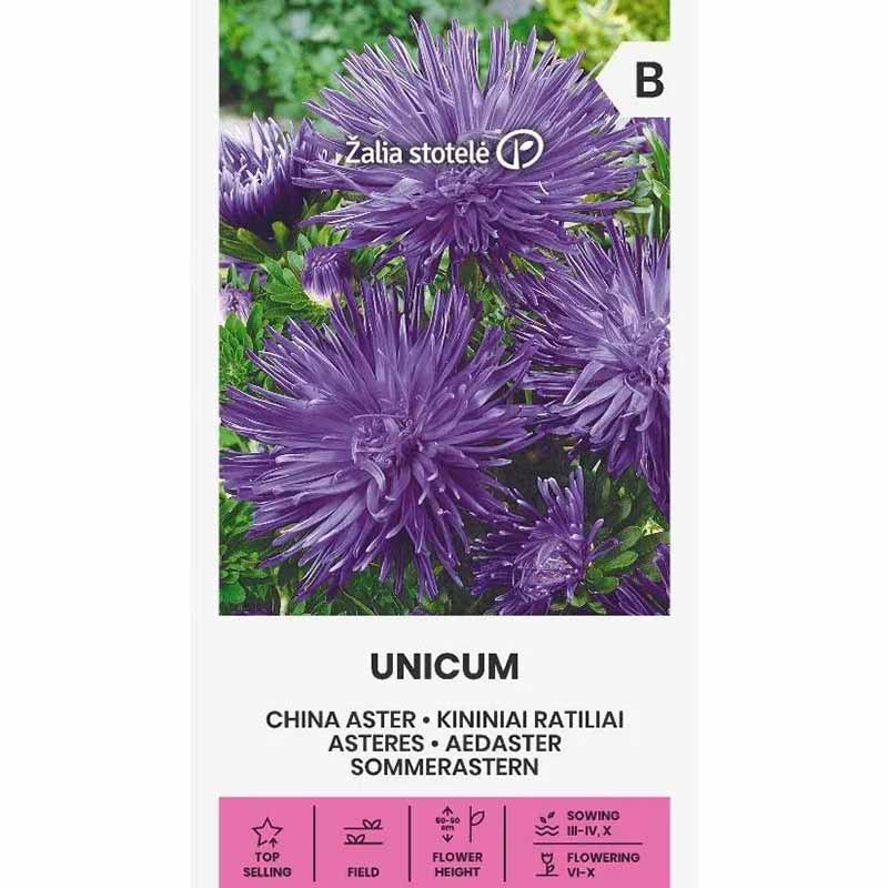 Kesäasteri 'Unicum' Violetti