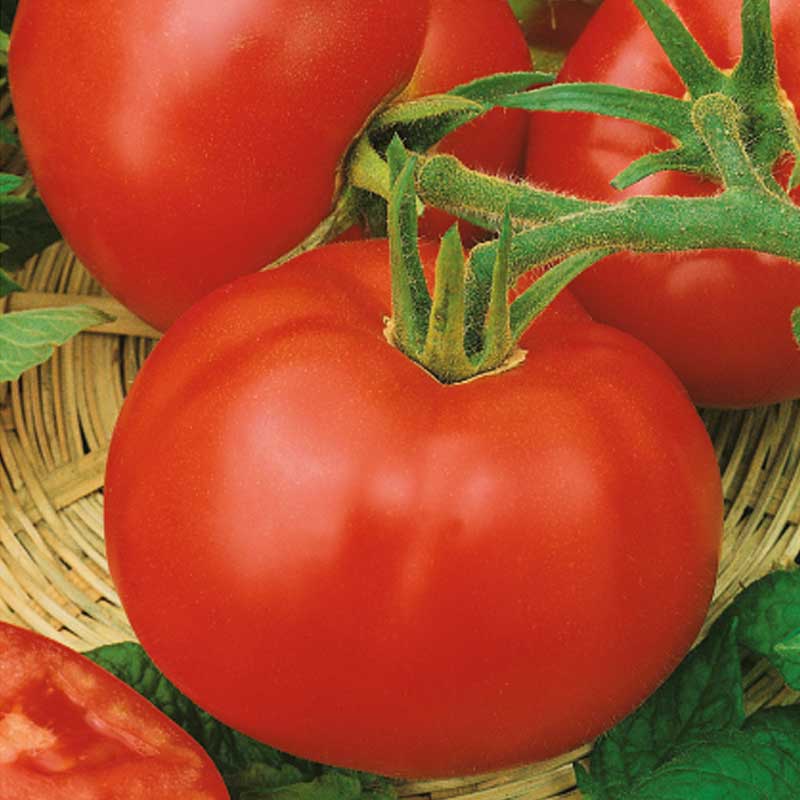 Tomaatti 'Uragan' H