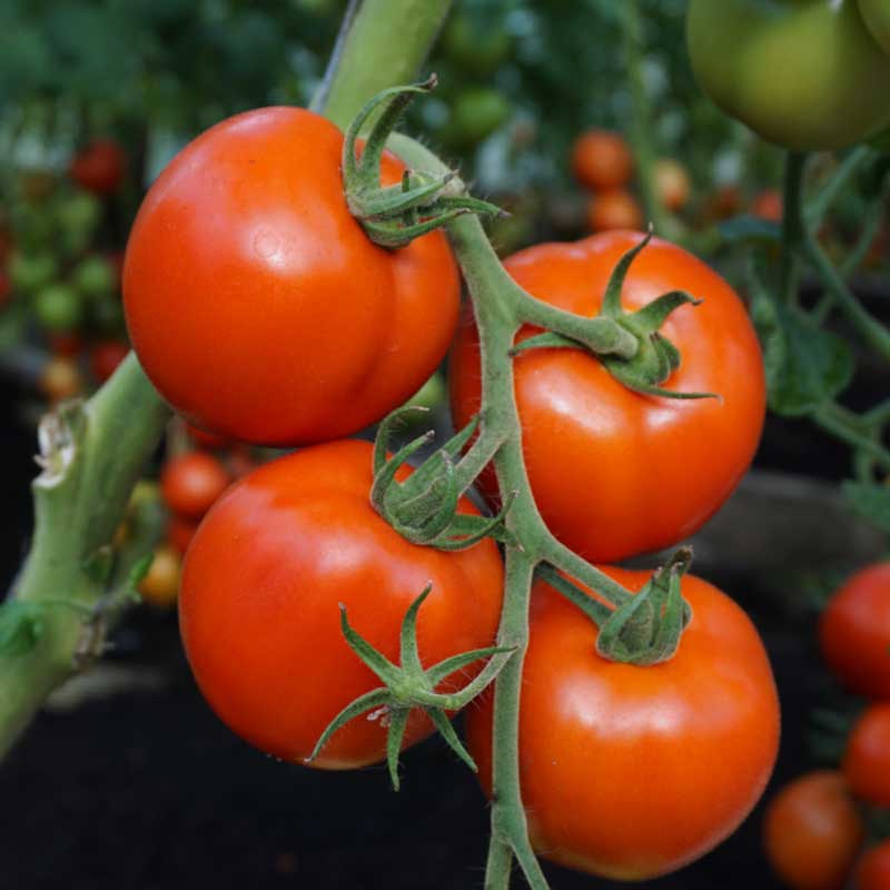 Tomaatti 'Tolstoi' H