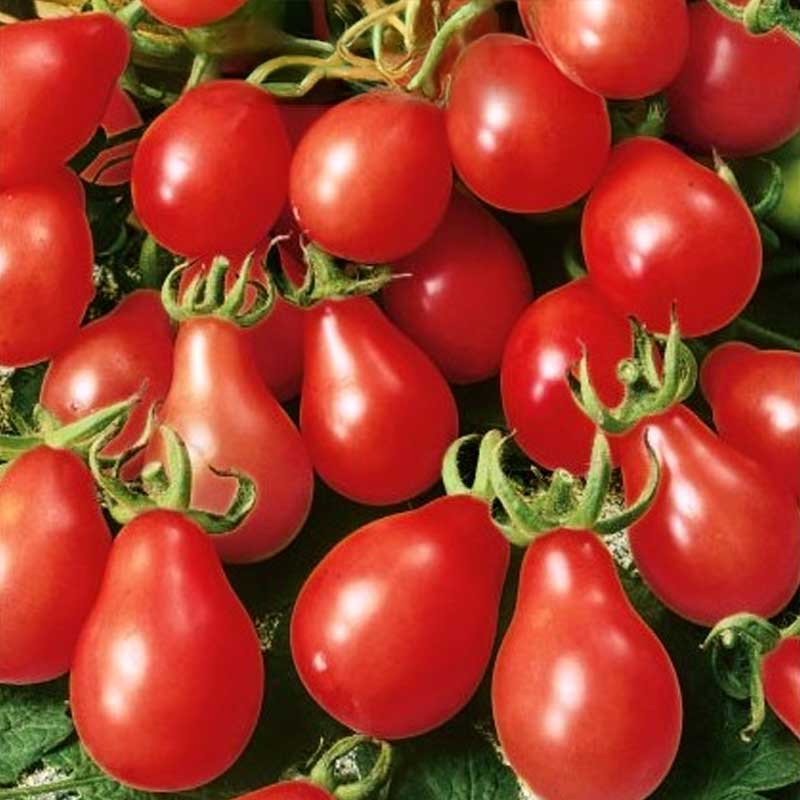 Tomaatti 'Radana'