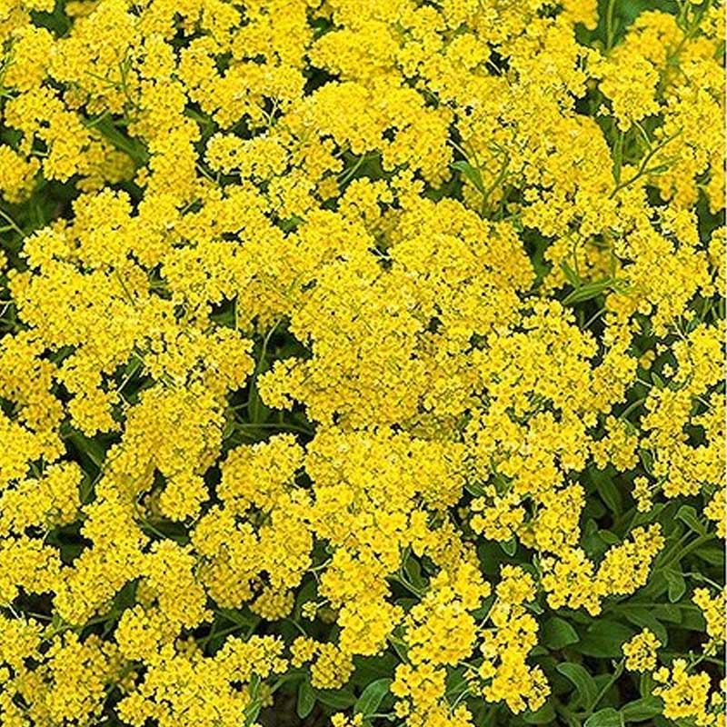 Vuorenkilpi