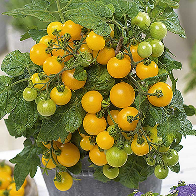 Tomaatti 'Balconi yellow' H