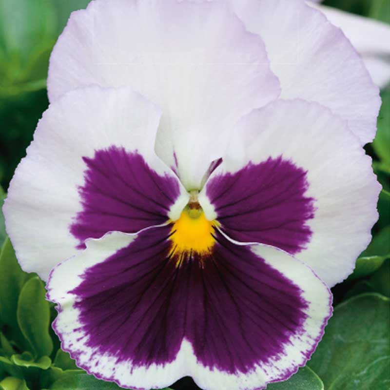Orvokki 'Spanish eyes'