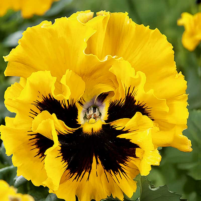 Orvokki 'Frizzle Sizzle' H