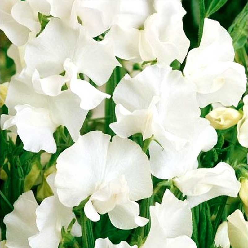 Tuoksuherne 'White Ensign'