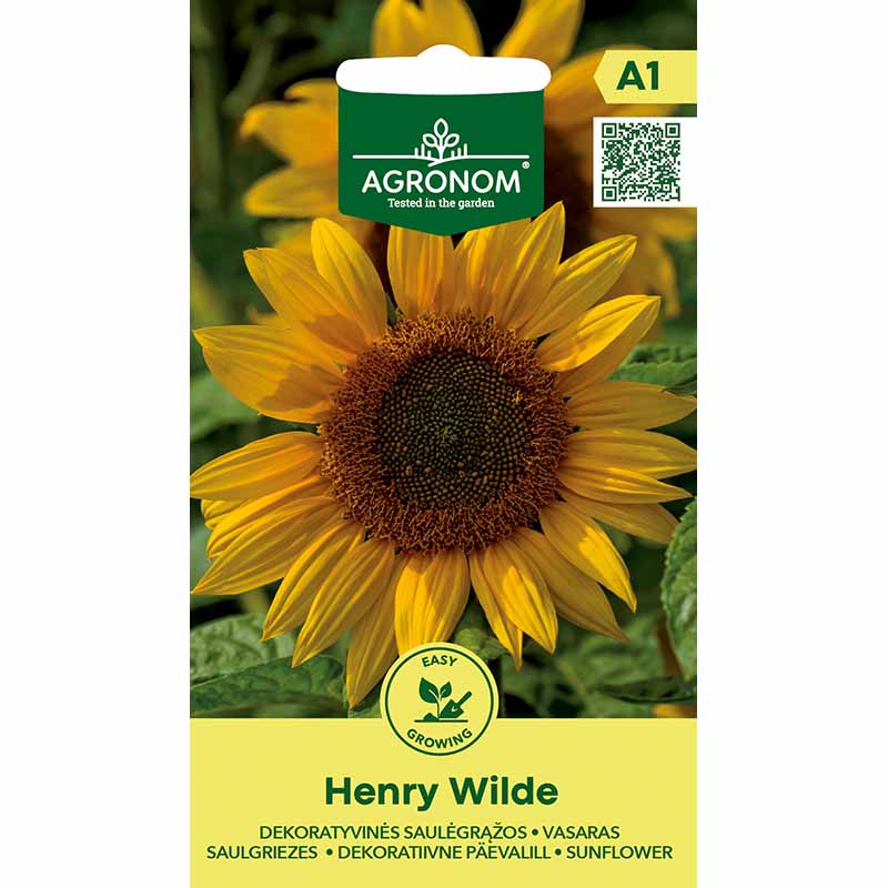 Auringonkukka 'Henry Wilde'