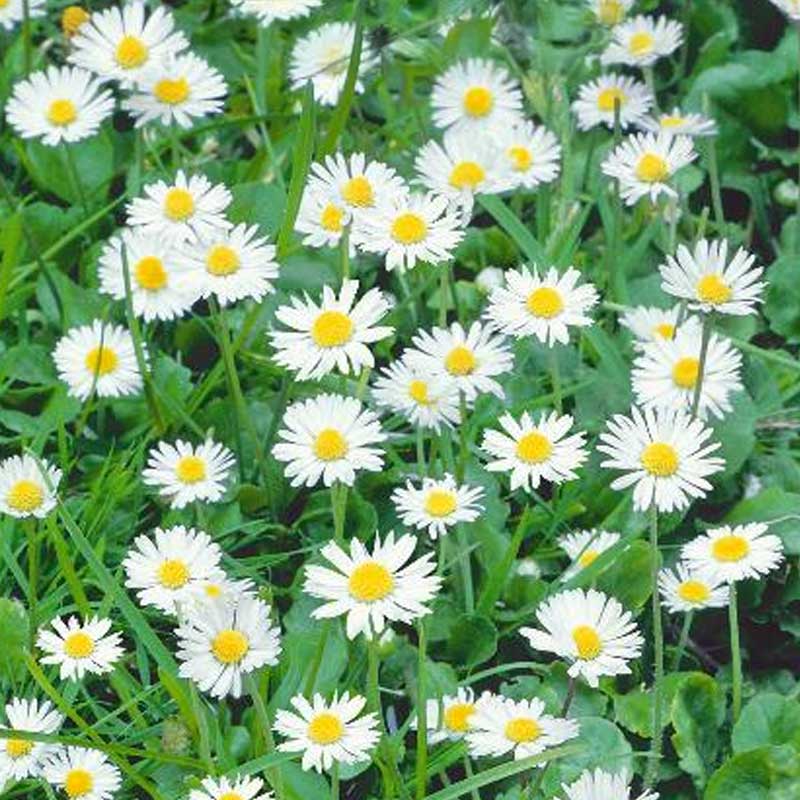 Kaunokki